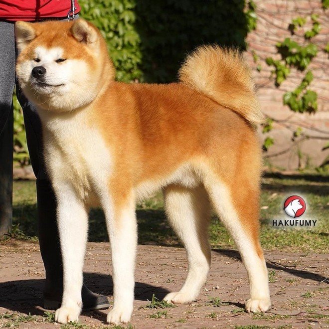 Daichi Shiro Go Hakufumy