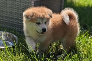 Visites pré-adoption de Yasuna bébé