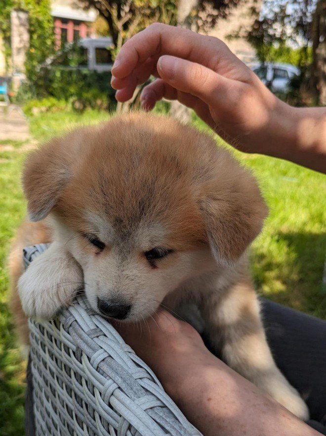 Yasuna bébé caressée par sa future adoptante