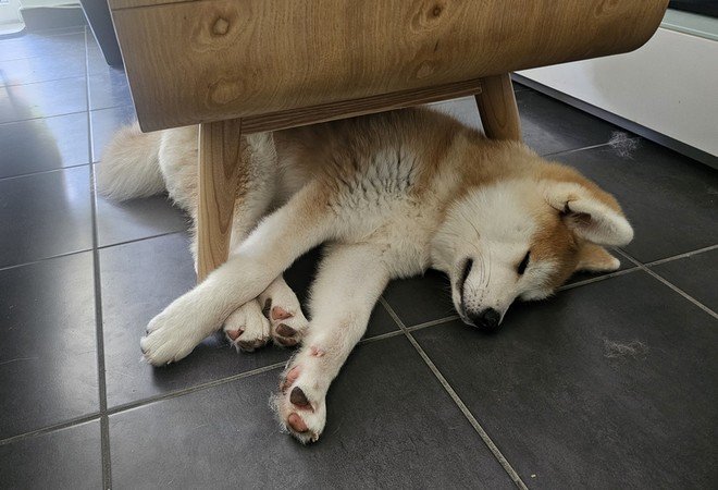 Yasuna qui a roulé sous la table