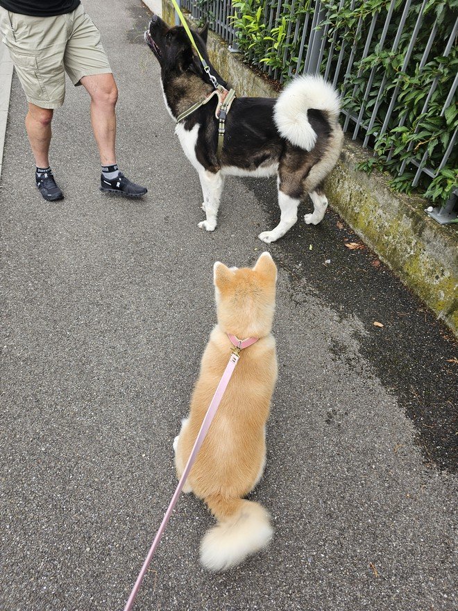 Yasuna 03-08-2024 retrouvailles avec Ringo (Photo 2)