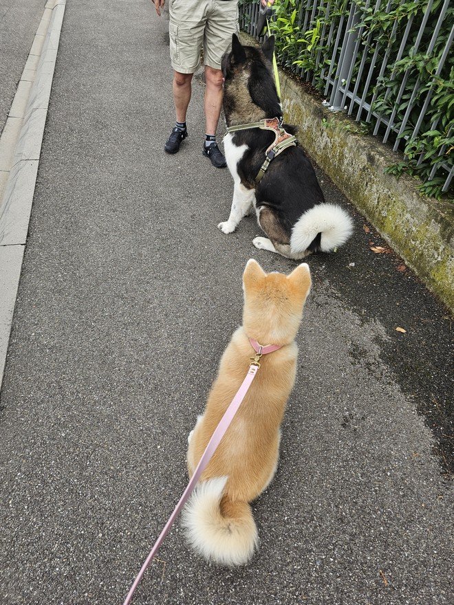 Yasuna 03-08-2024 retrouvailles avec Ringo
