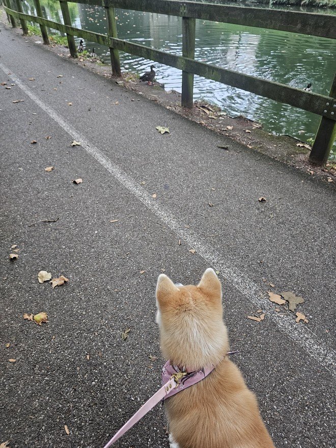 Yasuna 05-09-2024 contemplation des copains canards