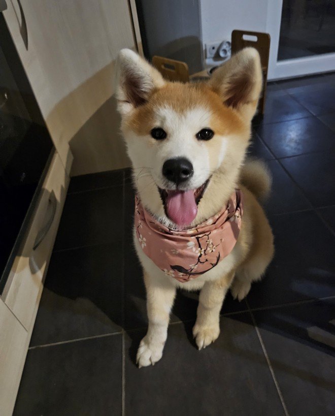 Yasuna 06-08-2024 premier bandana