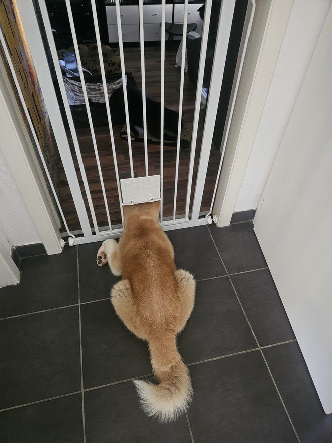Yasuna 06-08-2024 devient trop grosse pour passer la grille