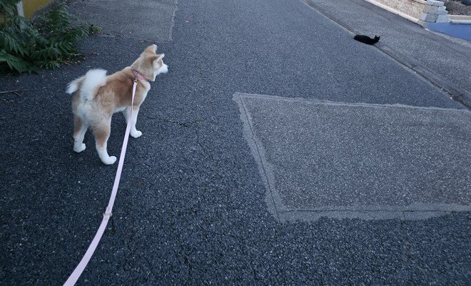 Yasuna 08-08-2024 rencontre avec les chats du quartier