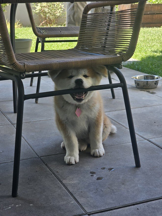 Yasuna 16-06-2024 découvre la dureté des pieds des chaises de jardin