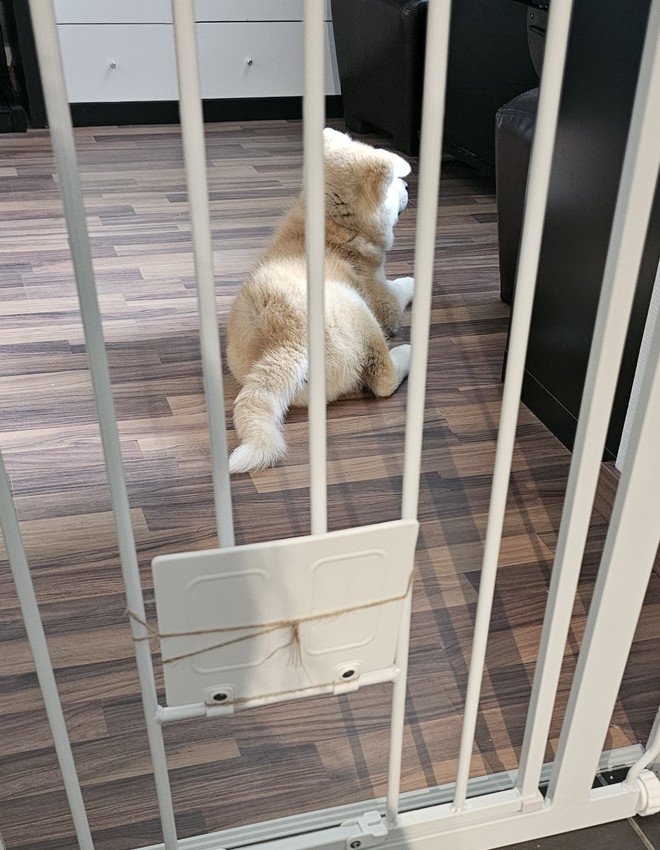 Yasuna 20-06-2024 se retrouve dans la pièce normalement réservée aux chats