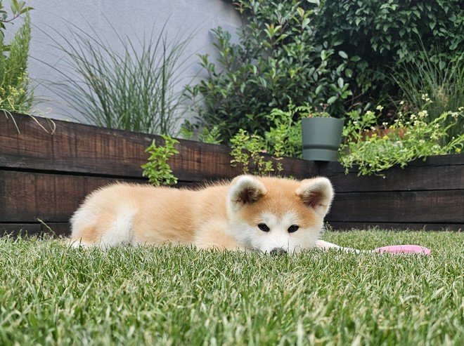 Yasuna 20-07-2024 en mode petit ourson caché dans l'herbe