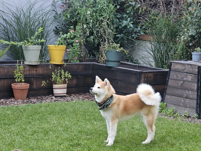 Yasuna 20-09-2024 plus de dent mais star du jardin (Photo 2)