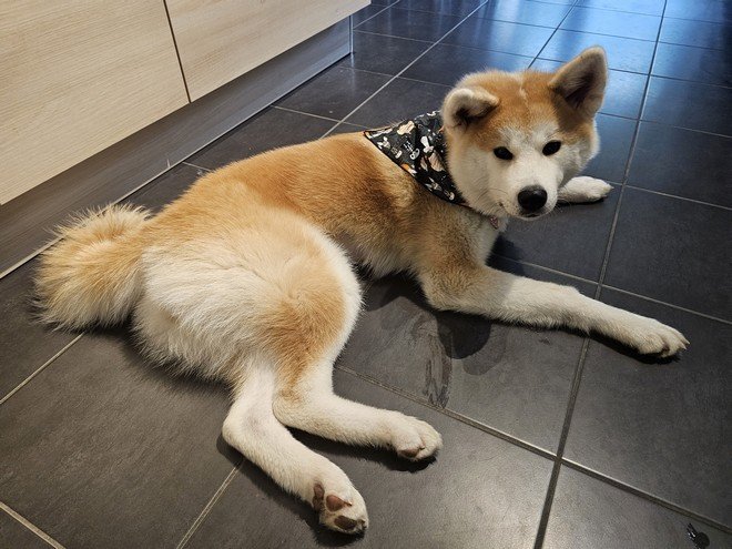 Yasuna et son bandana d'Halloween