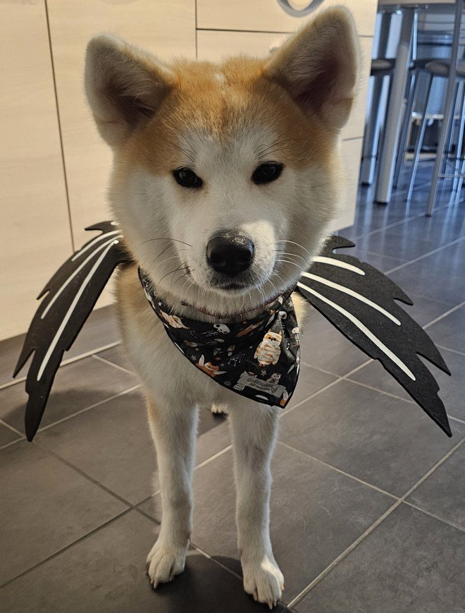 Yasuna prête pour Halloween