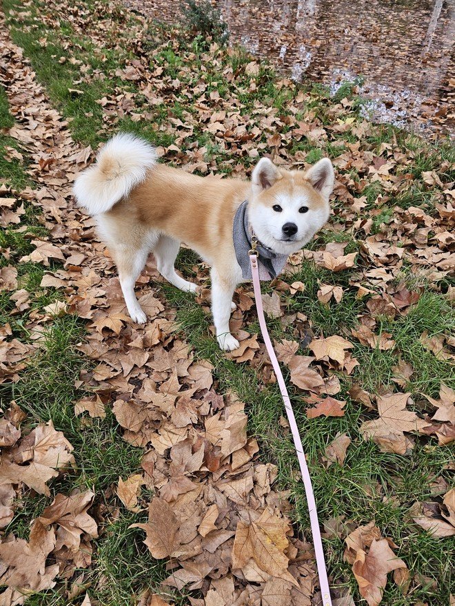 Yasuna et les feuilles mortes