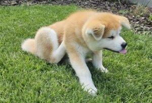 Yasuna, chiot, se gratte en tirant la langue