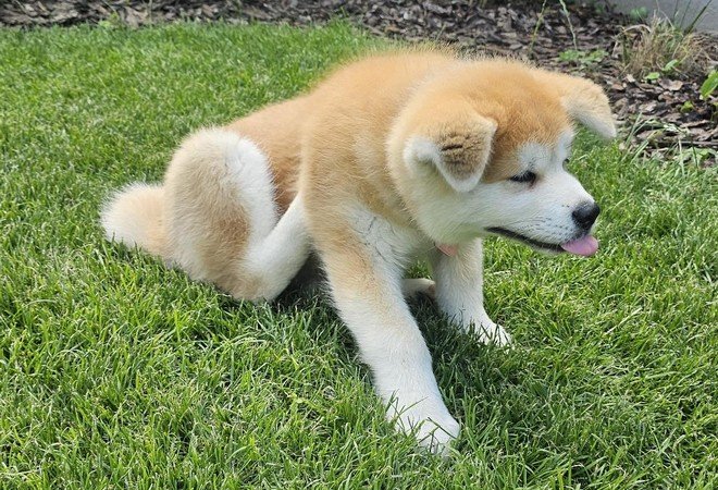 Yasuna, chiot, se gratte en tirant la langue