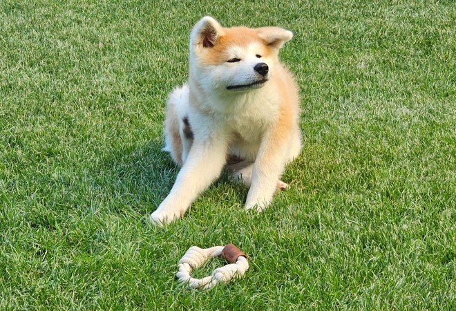 Yasuna se gratte dans l'herbe