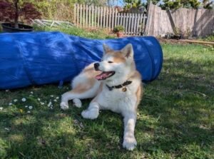 Le repos de la guerrière